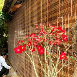 Sản xuất mành tre trúc giá sỉ tại Đà Nẵng - Tổng kho mành tre trúc Như Minh